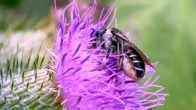 Bee gathers pollen from thistle and packs it on her belly hairs 👏🏽