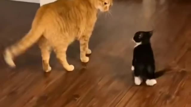 Funny cats