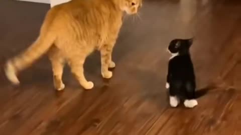 Funny cats