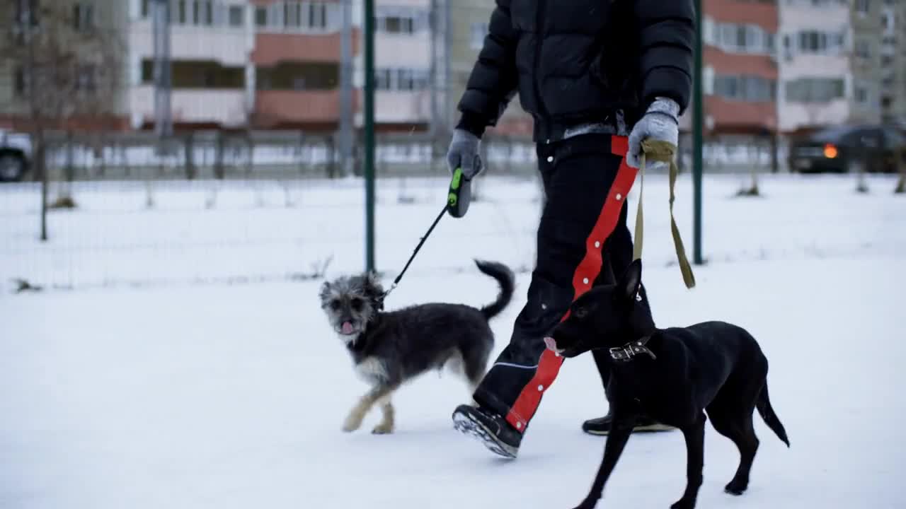 Owner walking two dogs in winter weather on city street