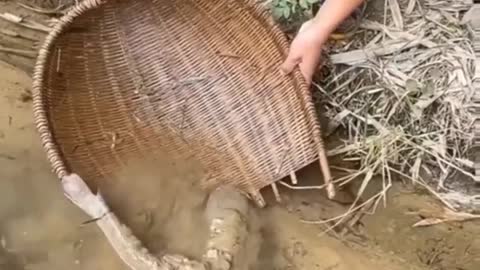 This is a beautiful and charming water-dwelling species