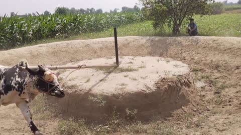 Bull racing