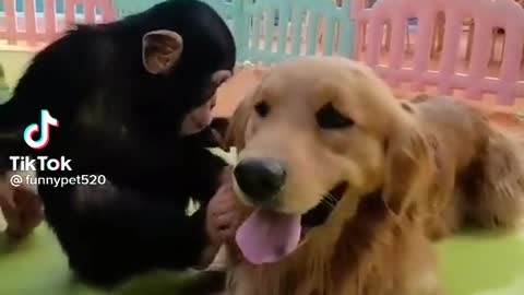 Cute and Funny Dog Videos