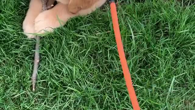 Argument with stick