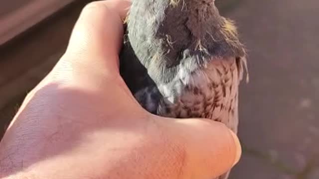 baby bird came to my home | look what she did with us | birds caring |