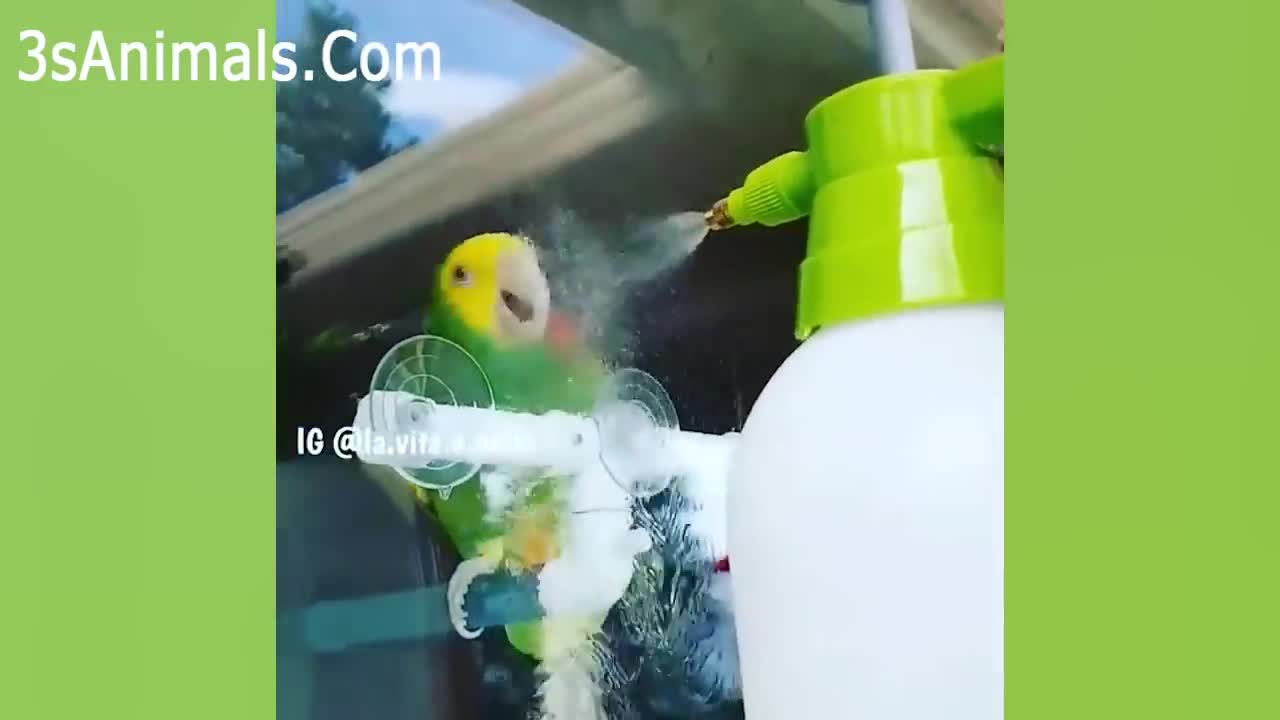 Funny Parrots best 2021