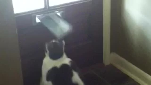 Cat vs the mailman