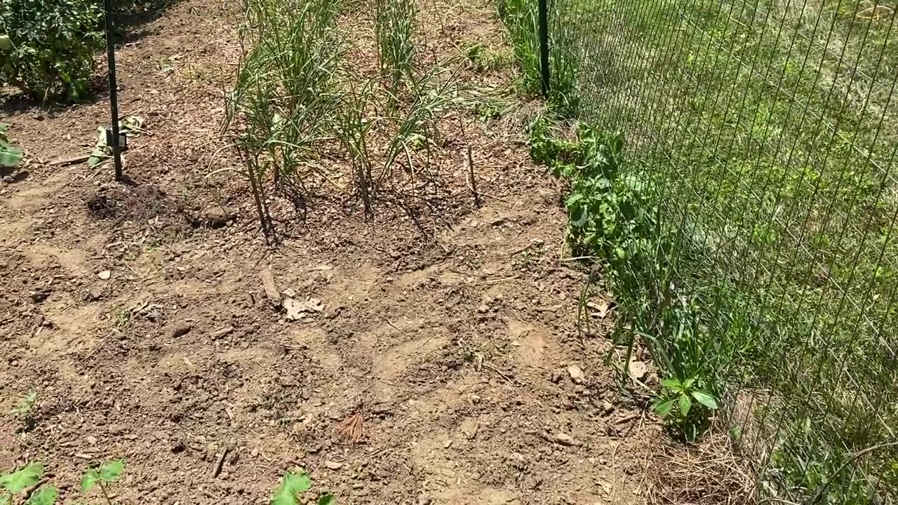 Garden update 2024 mid-July