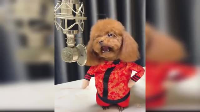 Baby Dog's Cute and Funny Dog Videos Compilation