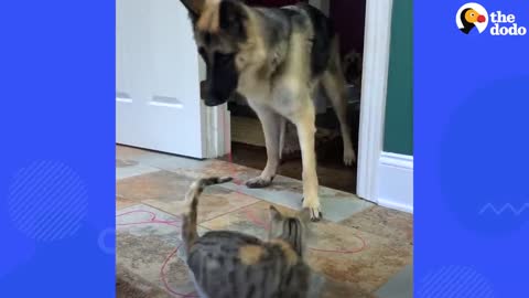 German Shepherd Carries Cat Toy Around The House For The New Kitten To Play With | The Dodo