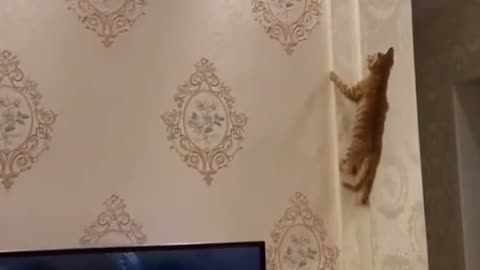 funny cat 😂😁