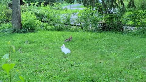 Pet rabbit meets wild rabbit for the first time