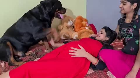 Dog Protect The pregnant woman