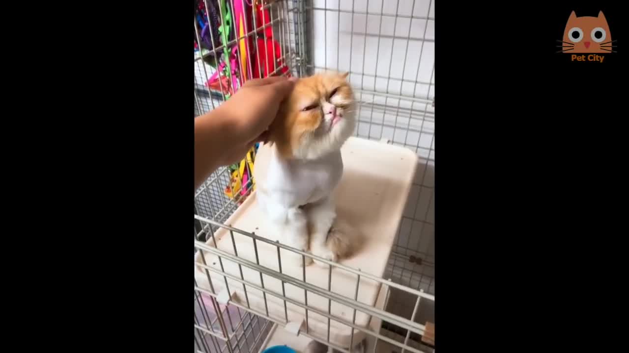 Videos divertidos de gatos y perros lo mejor...