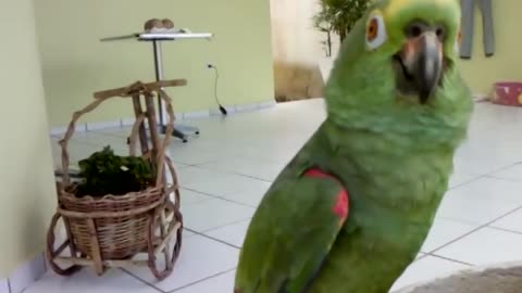 Loro Orlando (cantor)