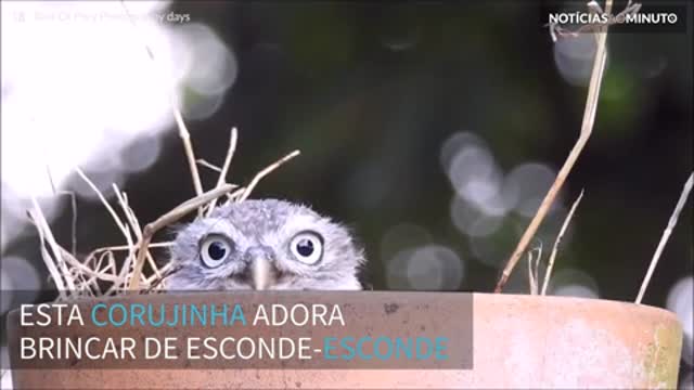 Corujinha brinca de esconde-esconde