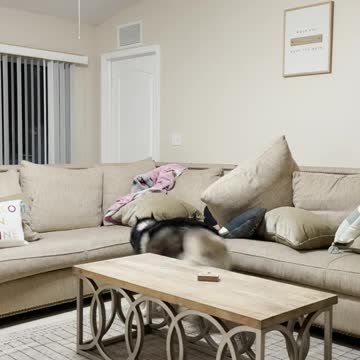 compilation | baby animals 79 | cute animals 79 | kids #shorts