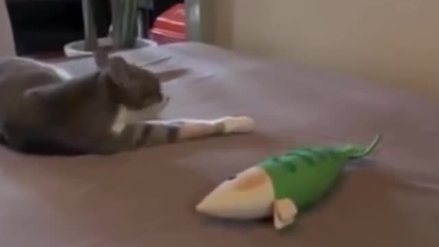 Cat Fun With Fake Fish