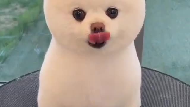 Cute Puppy 💞🥰 #shorts #cute AnimalsClub1