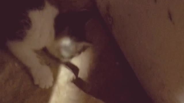 Adorable farm kitten catches his first mouse