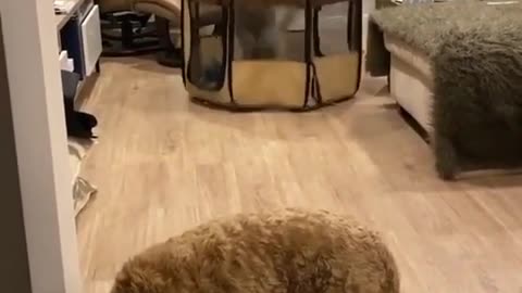 We all know that one dog.