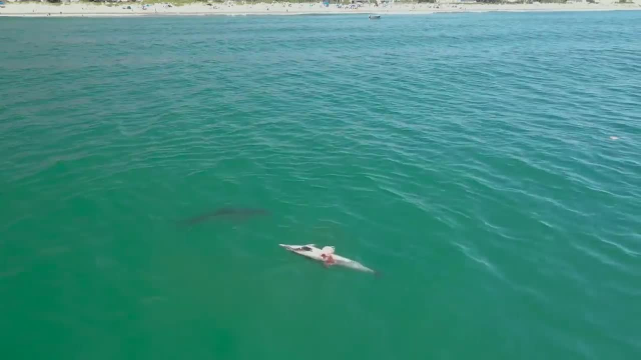 Great White Sharks Feast on a Dolphin