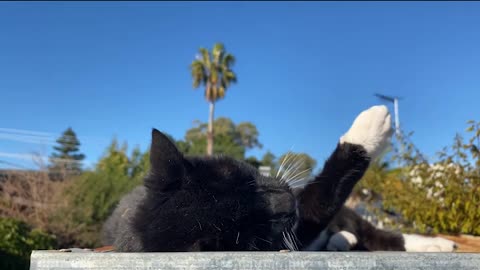 Black Cat Feline Doing Some Funny Movement