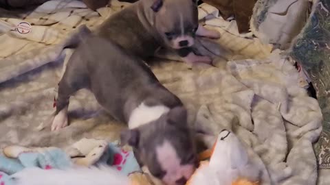 2 blue females 9/22