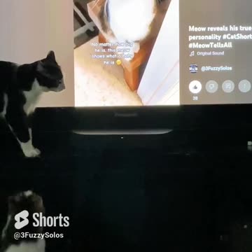 When your brother meows on YouTube #CatShort #ConfusedCat