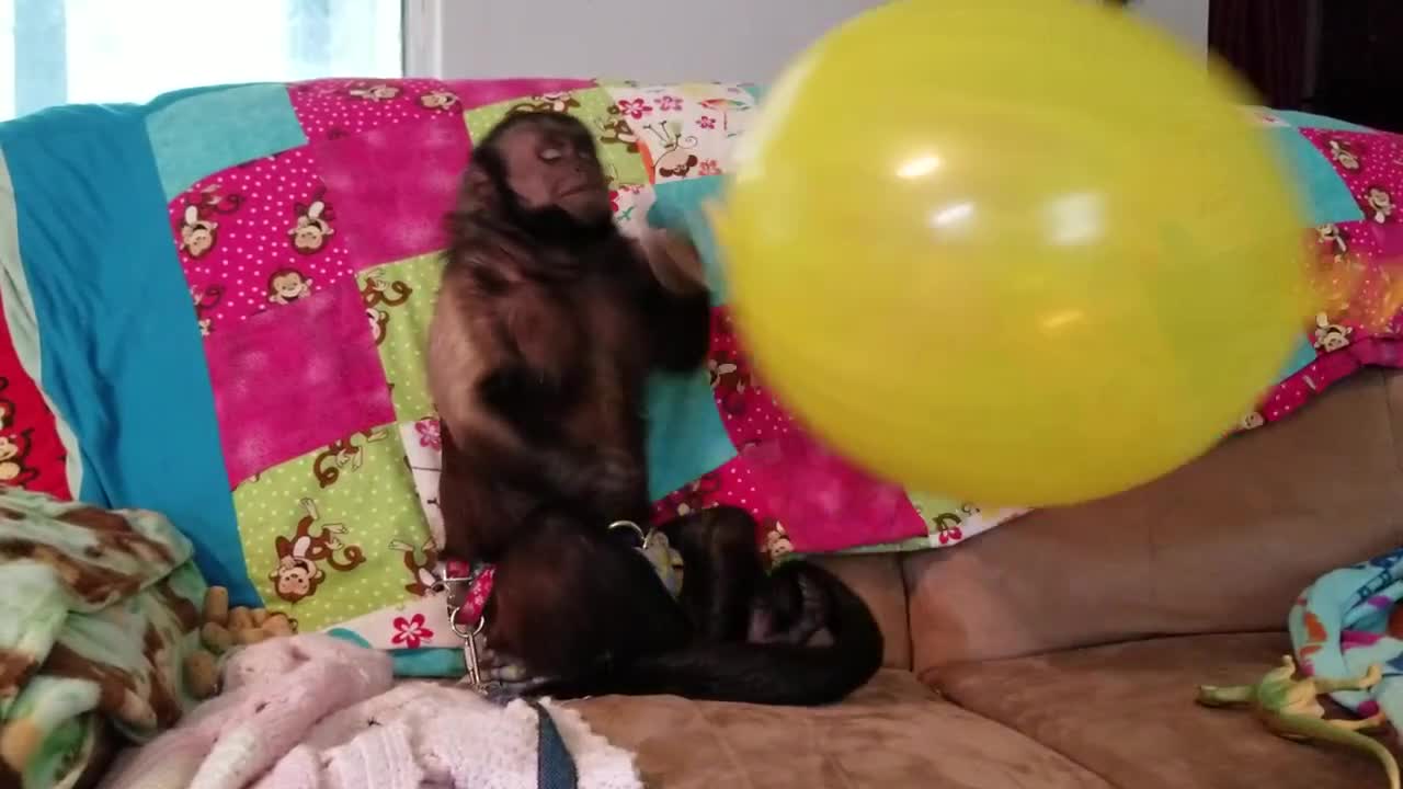 Monkey With His Big Balloon