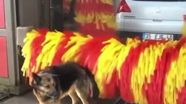 This German Shepard is using the car wash as a petting machine