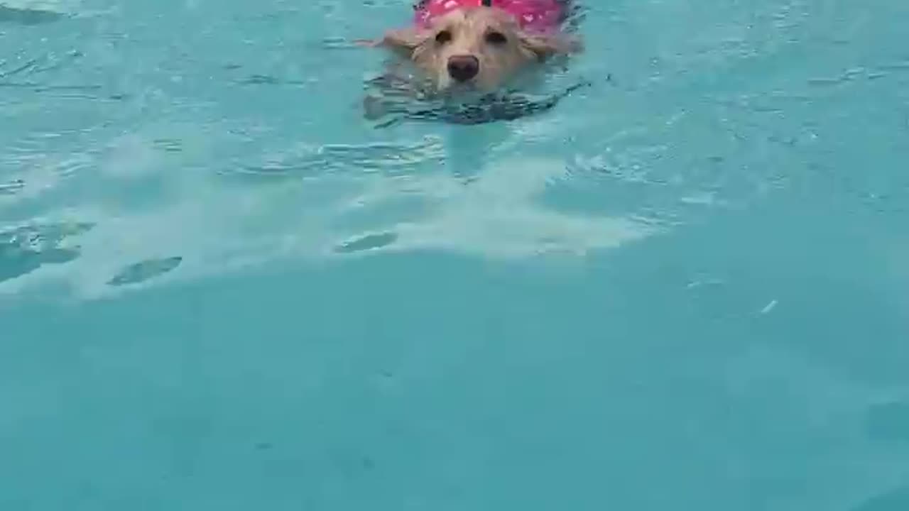 Dog Swimming in Life Vest