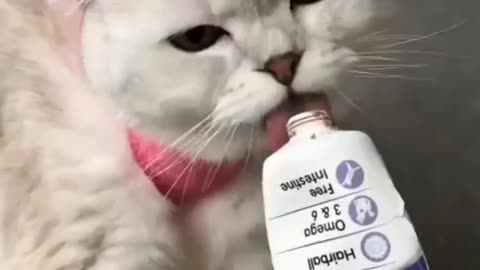 Makeup to cat 😺 and care it.