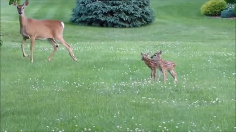 Twins of deer start their first walking