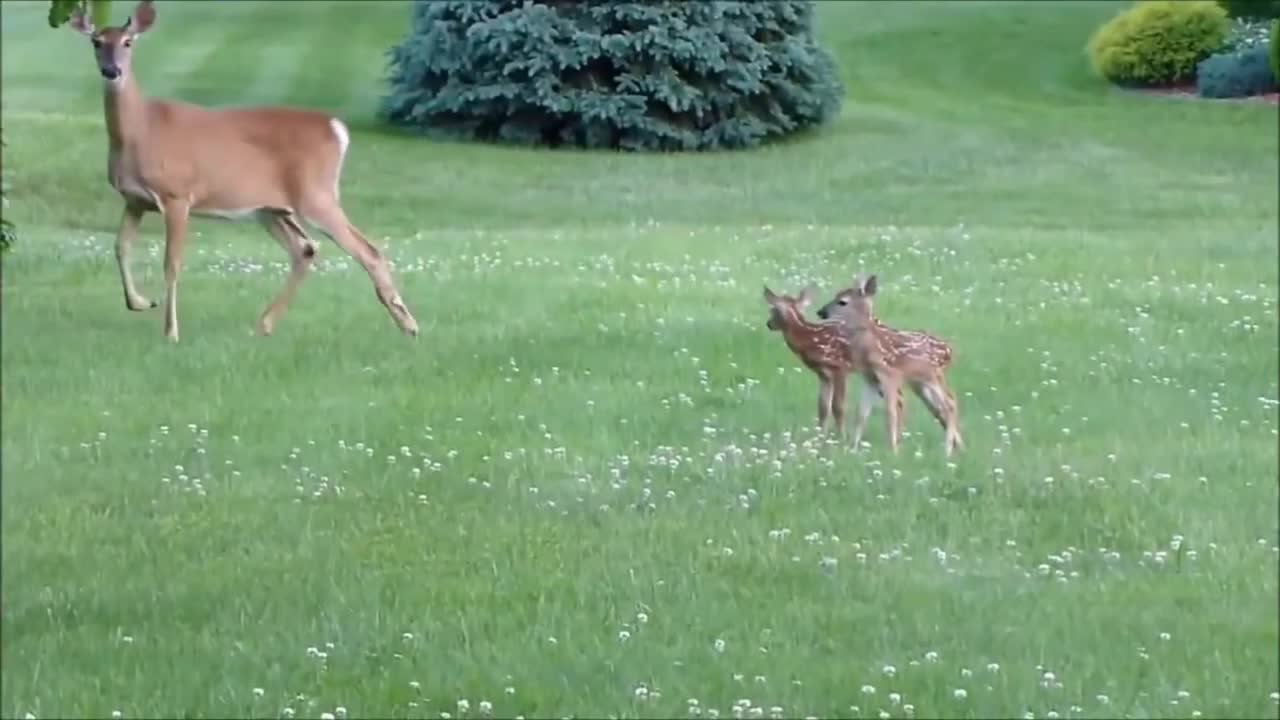 Twins of deer start their first walking