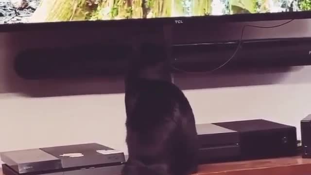 drôles vidéos 😹
