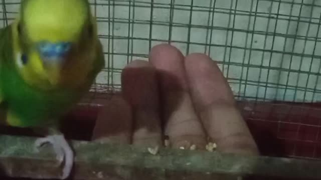 Budgies Eating from the hands | Budgies love