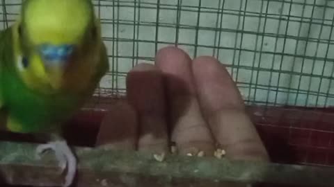 Budgies Eating from the hands | Budgies love