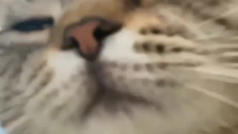 Very danger cat