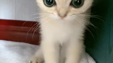 "Cutest Cats Ever! Hilarious and Adorable Moments You Can’t Miss!"