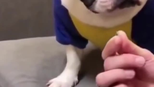 I BET YOU TO TRY NOT TO LAUGH!!!!