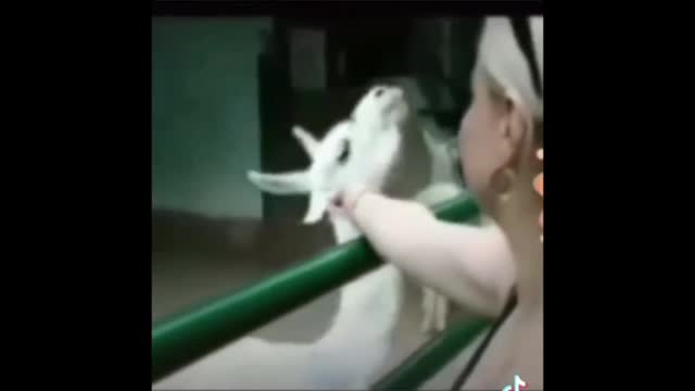 Funny Videos - Attitude Donkey😂😂😂