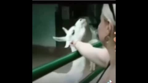 Funny Videos - Attitude Donkey😂😂😂