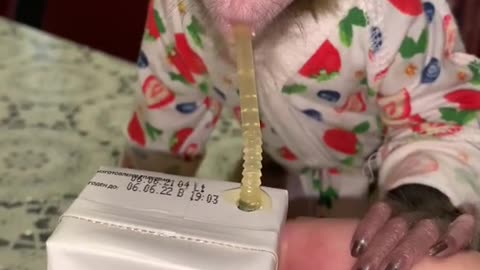 Funny monkey drinks juice with a straw