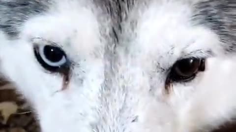 dogs wolf eyes