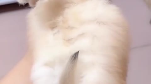 Gorgeous kitten