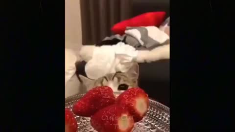 Baby Cats - Cute and Funny Cat Videos Compilation #8 |