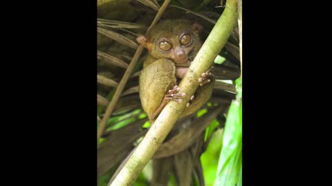 A very funny monkey with huge eyes