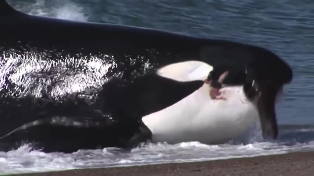 Killer whale attacks seal on beach, Killer whale, Seal