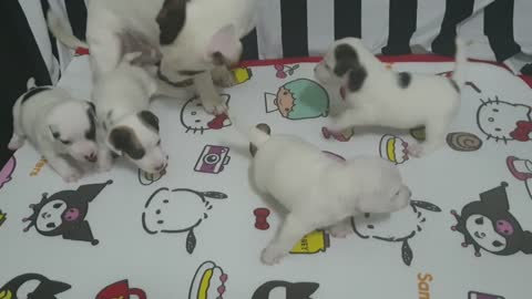 puppy feeding